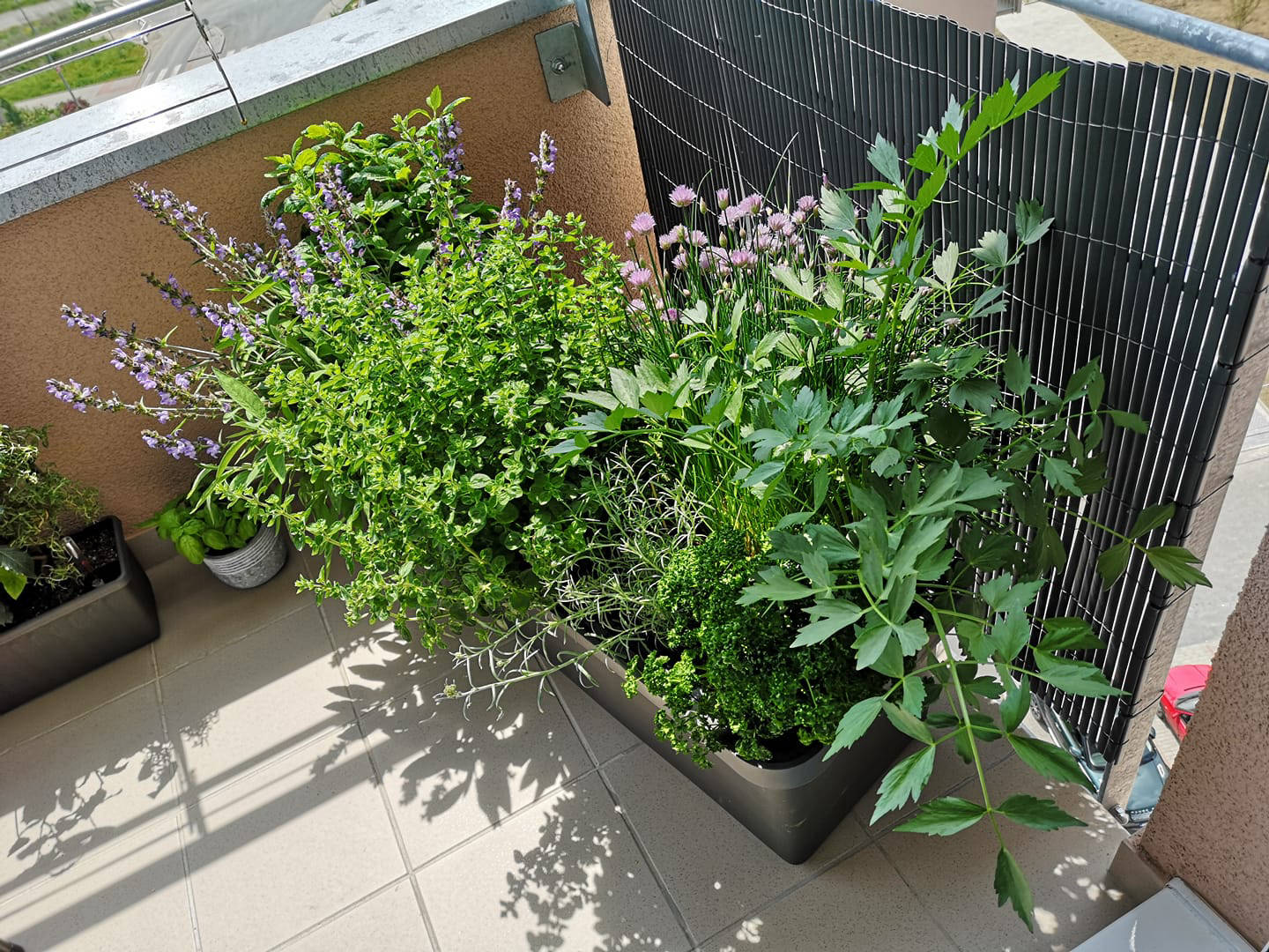 Hydrogel in pots with herbs on balcony